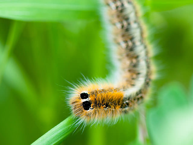 毛毛皮膚炎．caterpillar dermatitis