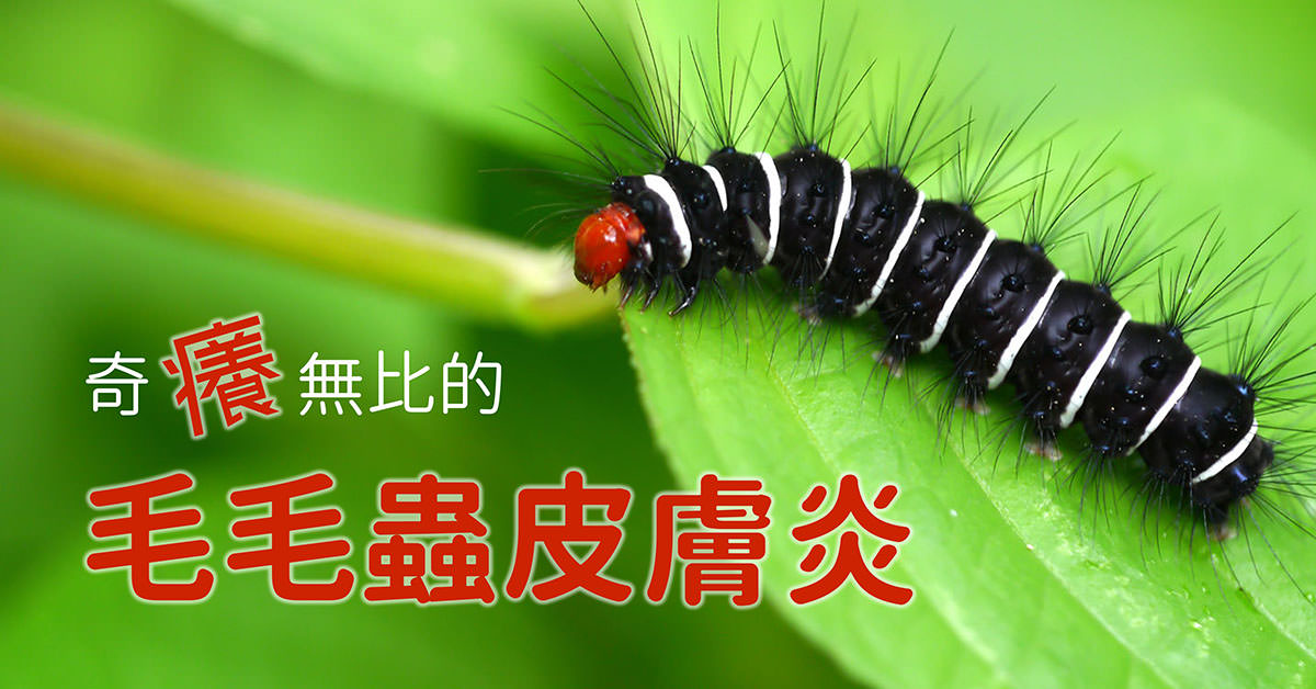 毛毛蟲皮膚炎．caterpillar dermatitis